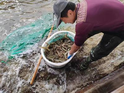 山東萬芝園食用菌科技南蝦越冬生產(chǎn)再獲豐收，趨勢資產(chǎn)管理助推國企高質(zhì)量發(fā)展